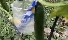 浙江工商吃瓜事件视频,一场校园风波的真相揭秘