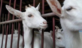 三只羊吃瓜视频在线观看,欢乐无限，在线观看笑翻天