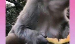 猴子吃瓜文案视频软件,猴子吃瓜，趣味横生的短视频盛宴