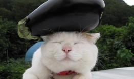 三姐的猫吃瓜视频