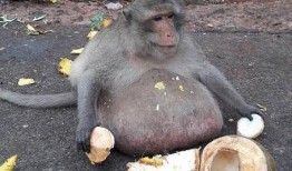 小猴子吃哈密瓜故事视频