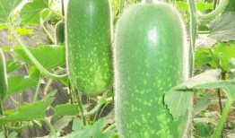 山工园吃瓜视频大全,揭秘校园生活趣味瞬间