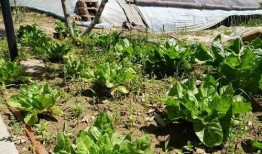 公园里的吃瓜视频,趣味横生的夏日午后