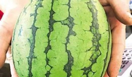 泉州最新吃瓜事件新闻视频,揭秘网络热议背后的真相