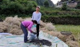 吃瓜狗子被套懵了视频在线观看,萌宠搞笑瞬间，在线观看笑不停