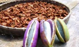 吃八月瓜吃美食好吗视频,解锁夏日清新美味新体验