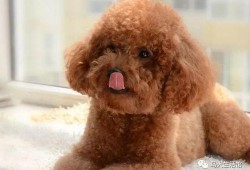 小泰迪吃瓜视频,萌宠美食瞬间，萌态可掬引网友热议