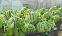 任县小城吃瓜视频,一场别开生面的吃瓜盛宴