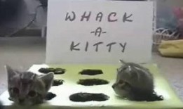 萌宠吃瓜搞笑视频全集,全集回顾笑翻天