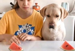 近期热门吃瓜国外视频,揭秘近期热门“吃瓜”视频背后的故事