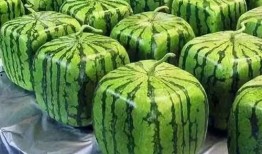 2025年第二大吃瓜视频,揭秘幕后真相与网友热议