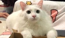 蒲瓜可以给狗狗吃吗视频,狗狗的健康美食探索