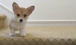 动物吃瓜吵架搞笑视频大全