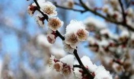 梅花 七吃瓜视频,揭秘美食背后的趣味故事