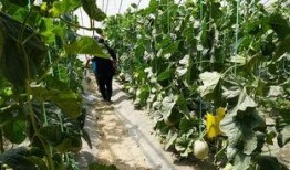 望都吃瓜视频,揭秘网络热点的背后故事