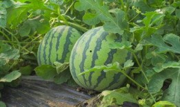 交城西汾阳吃瓜视频