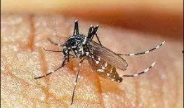 带你吃瓜灭蚊子视频播放,轻松告别夏日烦扰