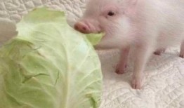 小猪先生直播吃瓜视频,趣味横生美食盛宴