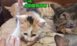 是叶小喵啦吃瓜视频,揭秘娱乐圈幕后故事