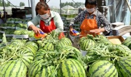 法国人帮忙吃瓜视频,跨国文化交流的趣味瞬间