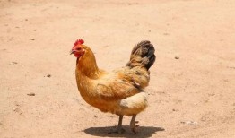 鸡吃方瓜能下蛋吗视频,鸡吃方瓜真的能下蛋？视频揭示惊人真相