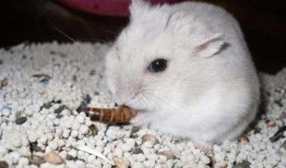 仓鼠可以吃杨瓜吗视频