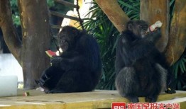 黑猩猩吃瓜视频在线观看