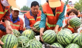 临沂兰田吃瓜事件视频最新,一场网络热议的瓜田奇谈