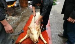 缅甸杀猪盘吃瓜视频,一场精心策划的网络骗局