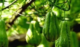 专吃佛手瓜茎会中毒吗视频,佛手瓜茎误食中毒风险揭秘