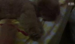 蓝姐姐吃瓜视频,揭秘娱乐圈幕后故事