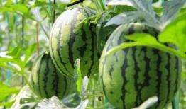 韩城群众吃瓜视频最新,一场全民参与的夏日盛宴