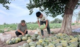 新疆吃瓜事件视频,揭秘背后真相与网络舆论风暴