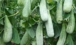 临沂兰田吃瓜事件视频最新,一场网络热议的瓜田奇谈