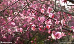 梅花 七吃瓜视频,揭秘美食背后的趣味故事