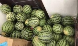 库尔勒吃瓜群视频最新,揭秘瓜农生活背后的感人故事