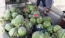 顺义西马坡吃瓜事件视频,一场引发热议的网络视频风波