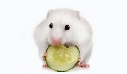 仓鼠可以吃杨瓜吗视频