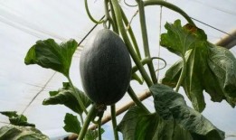 清凉吃瓜视频完整版,清凉吃瓜视频完整版深度解析